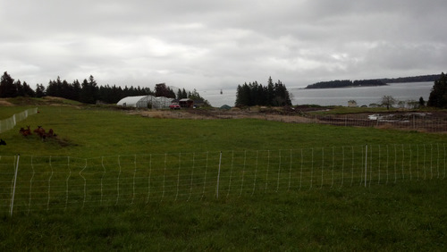 Goat's view of the moveable hoop houses, moveable chicken coops, and bay from their moveable pasture.
