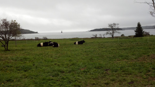 Beef steer's view of the bay.
