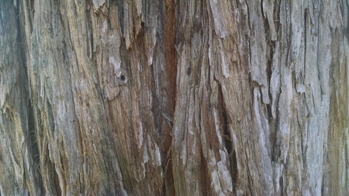 Redwood bark in the CA Capitol park